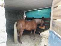 Egua Palomina (7 anos)