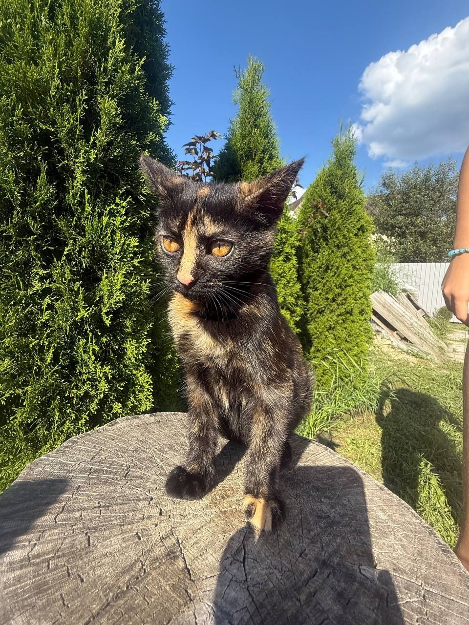 Котик в добрі руки