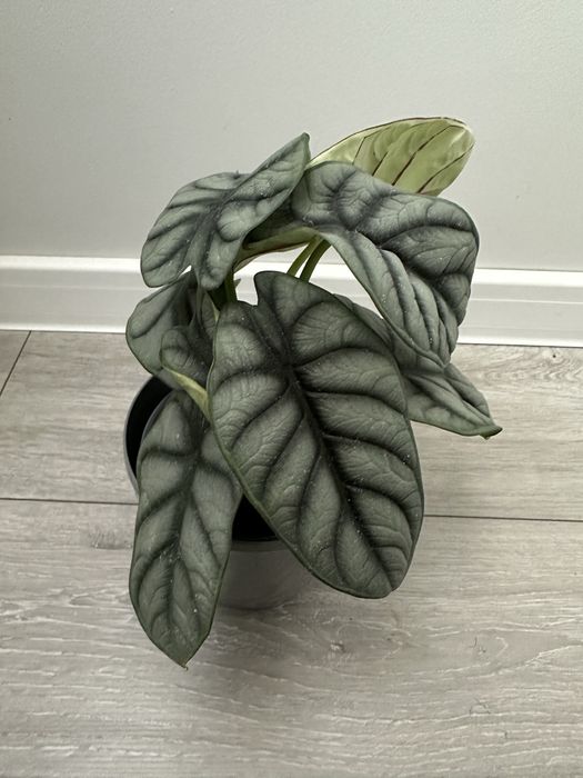 Bulwa nebula silver