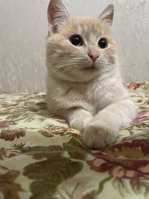 Шикарный халёный котик