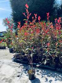 Photinias carre rouge com cerca 90 cm