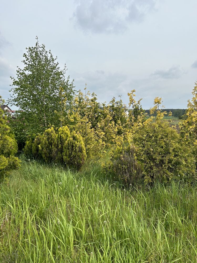 Tuje Szmaragd Brabant Sunkist Holstrumph