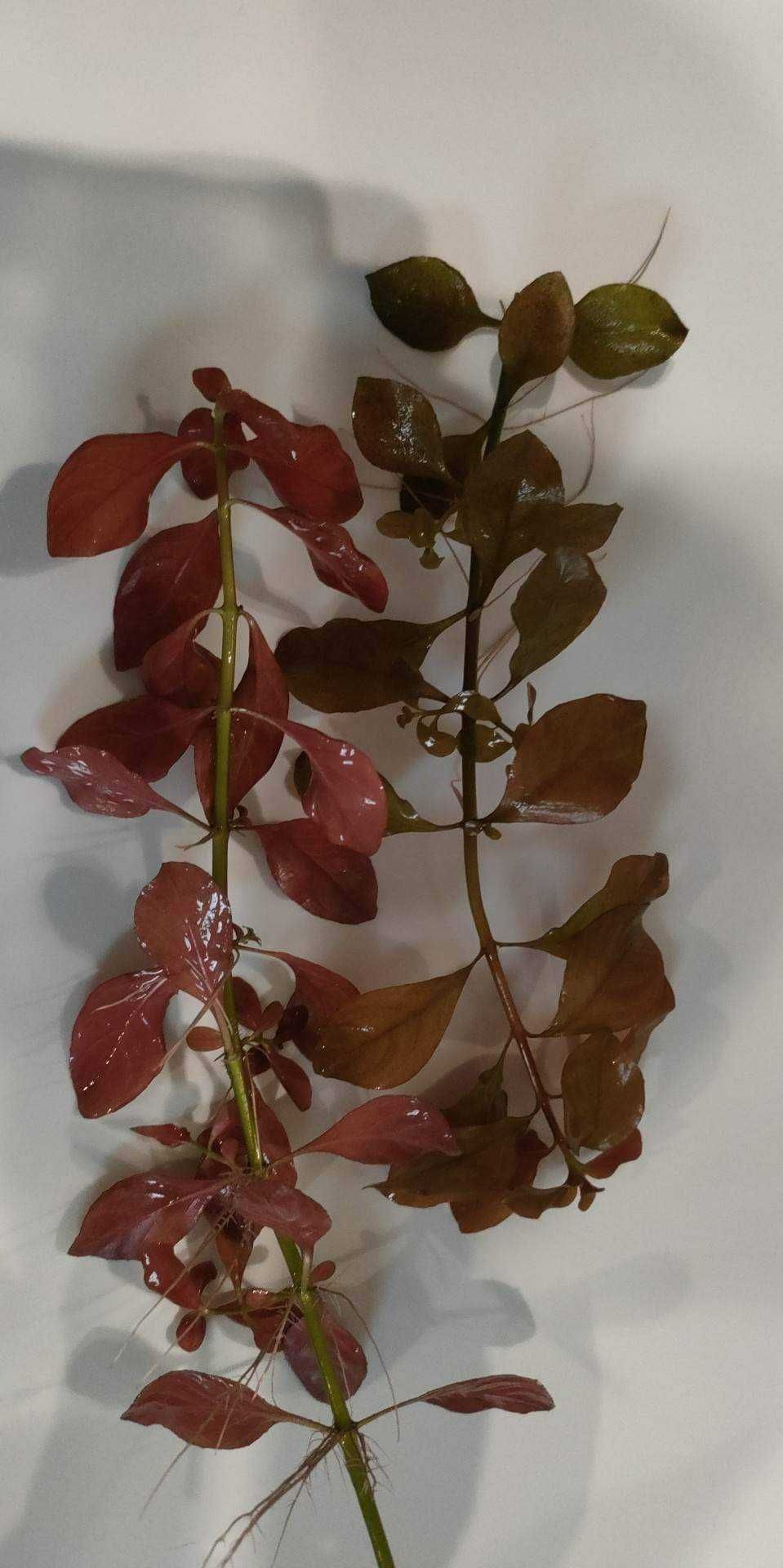 Ludwigia sp mini red