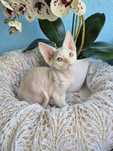 Koteczka Devon Rex
