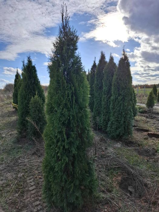 Tuja szmaragd 210- 220 cm PROMOCJA! likwidacja kwatery! 20 zł
