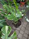 Monstera variegata