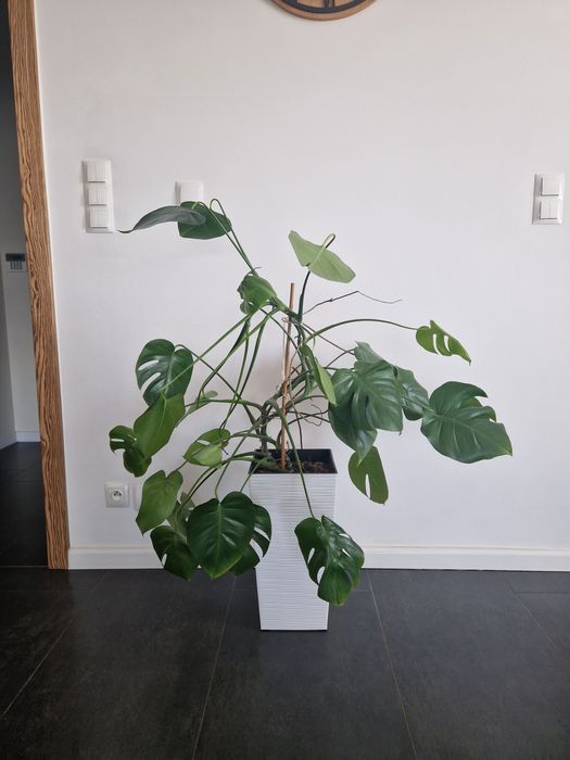 Duży kwiat monstera