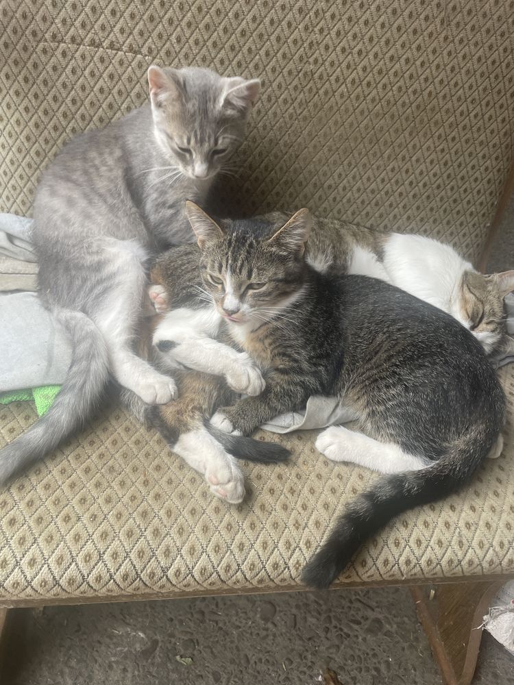 Котики віддам в добрі руки