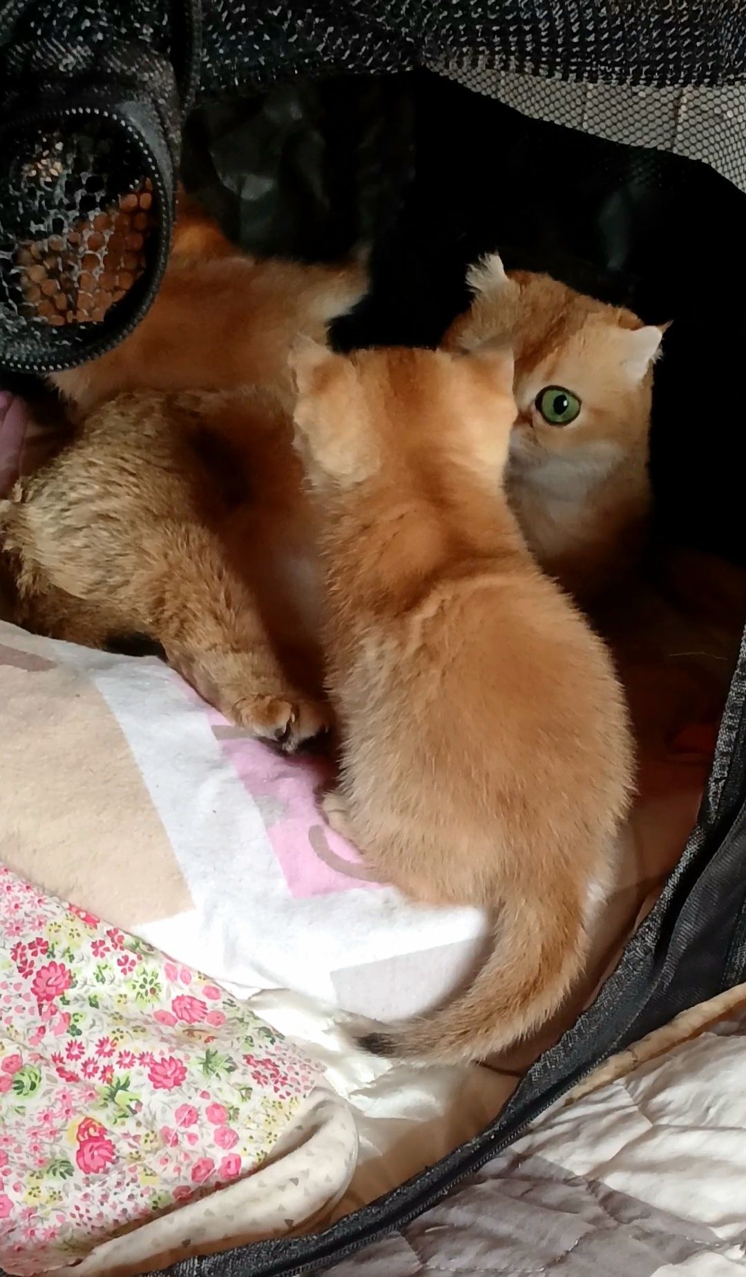 Кото-малеча золотих та сріблястих шиншилл