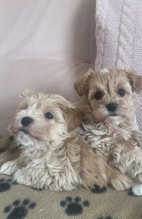 Щенки мальтипу минички. Есть девочки и мальчики