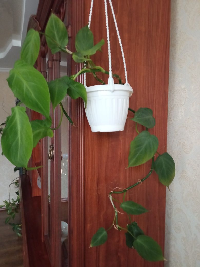 Филодендрон Camposportoanym.