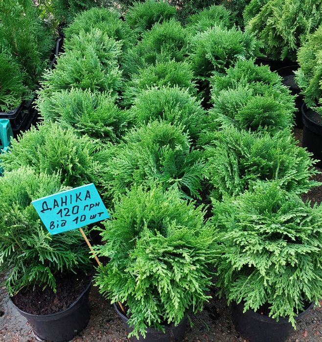 Туя Смарагд 45-50 см у горщику 2 л; ялинки, ялівці, сосни, хвойні росл