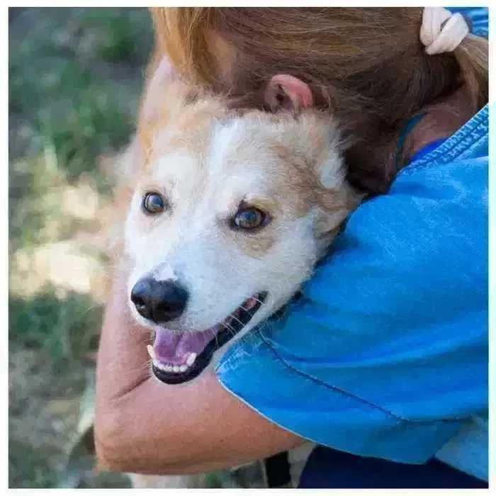 Особенный пес ищет дом