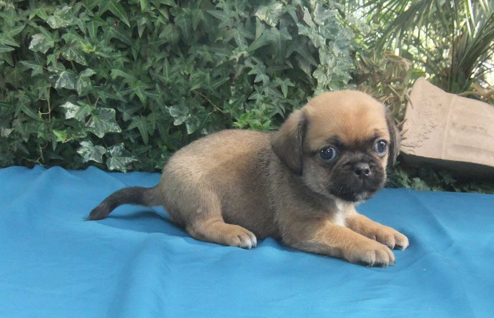 Cachorro Pug X muito bonito