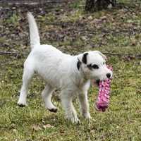 Piękny Dostępny PIESEK-Parson Russell Terrier