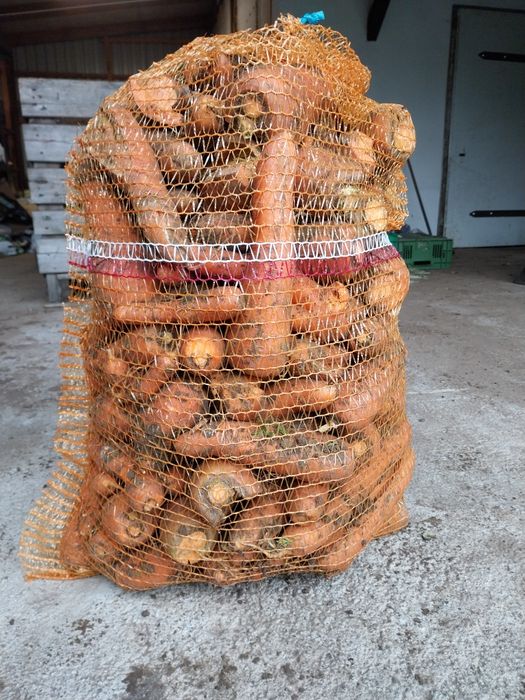 Marchew / burak dla zwierząt worki 25kg odsort