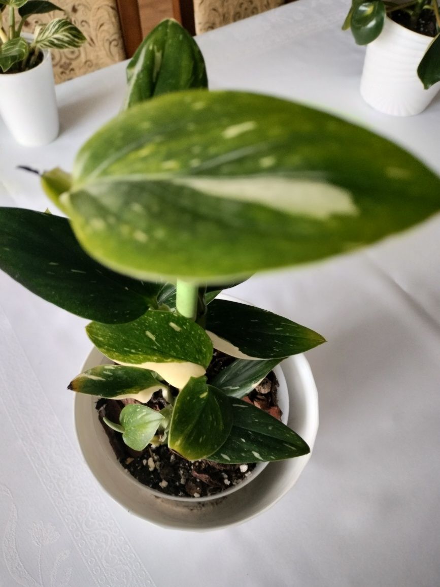 Monstera Standleyana Cobra filodendron