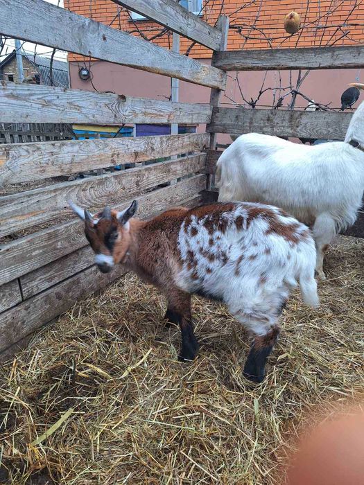 продаю молодих  козлят