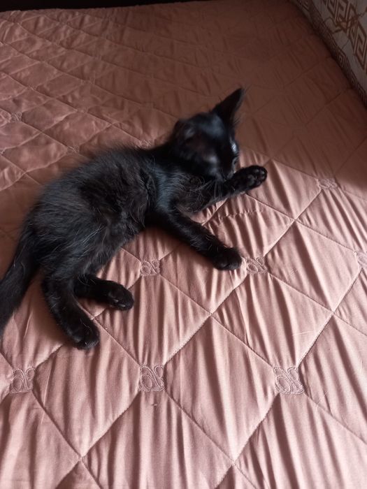 Шукаю люблячу родину