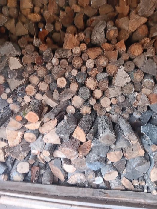 Drzewo buk dąb bardzo  suche 4 letnie