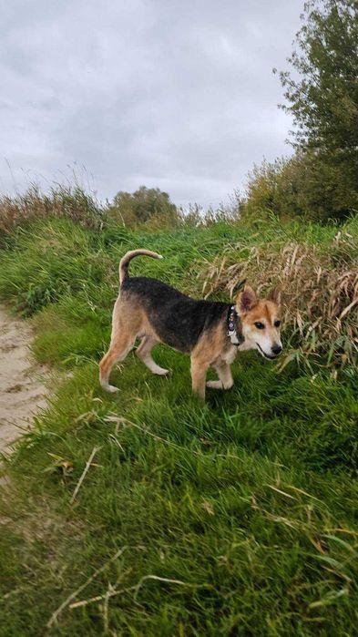 Symptyczna sunia szuka domku