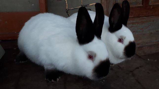 Каліфорнійські кролики (самки до злучки)