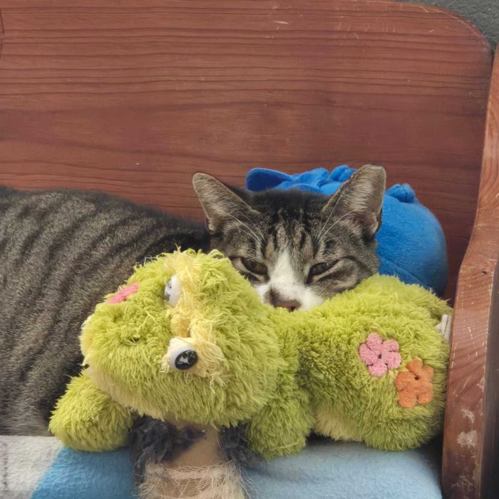 URGENTE Gato para adoção consciente