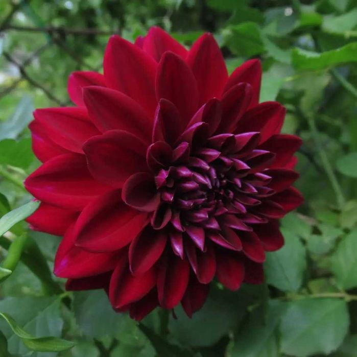 Dalia bordo 10 karp