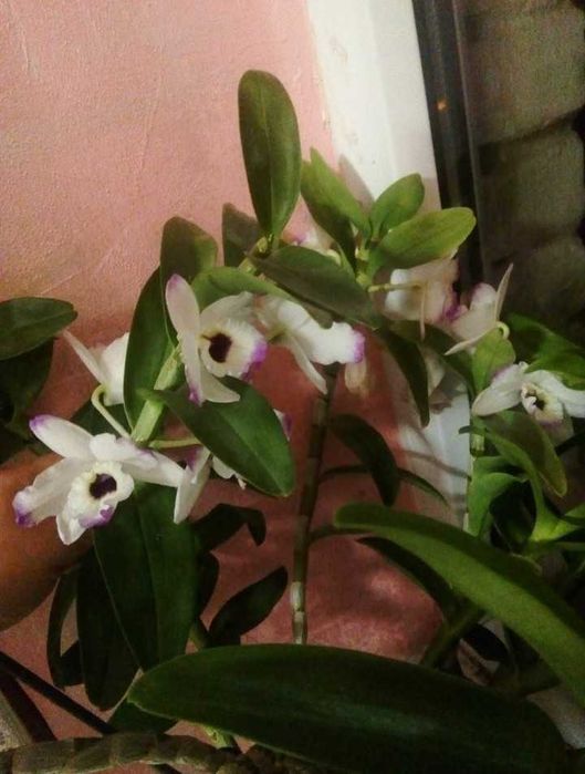 Обмін орхідея дендробіум