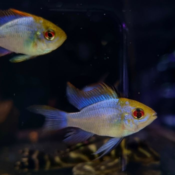 Ramireza electric blue