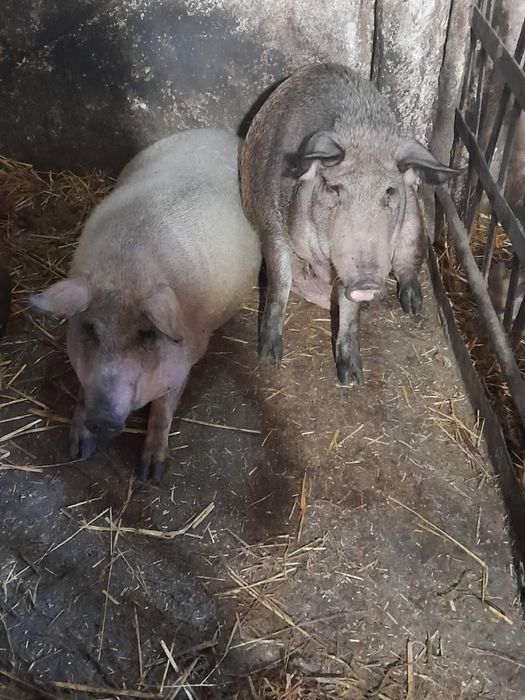 Продам свині мясо 140грн кг. Без хімії домашні