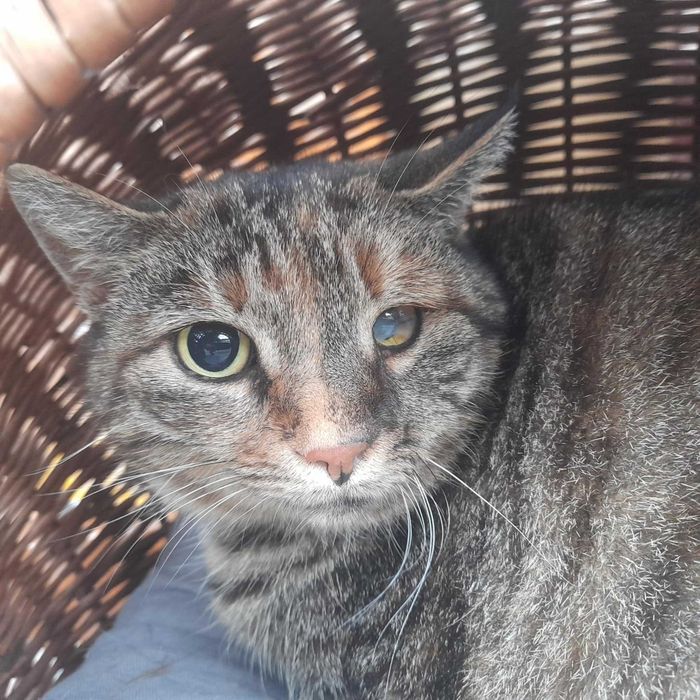 Takich kotków nie chce nikt...