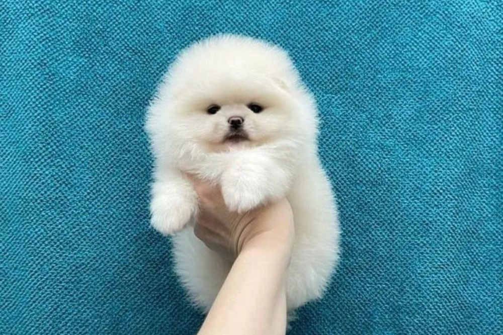 Щенки шпицы шпицы