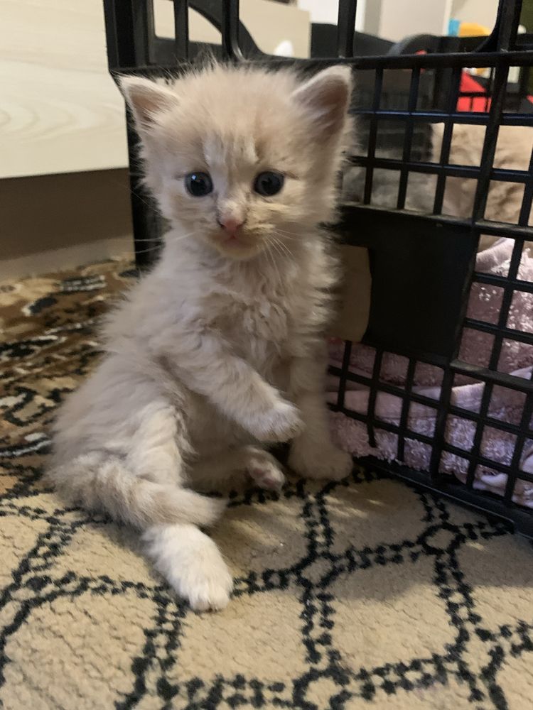 Віддам в добрі руки кошенят