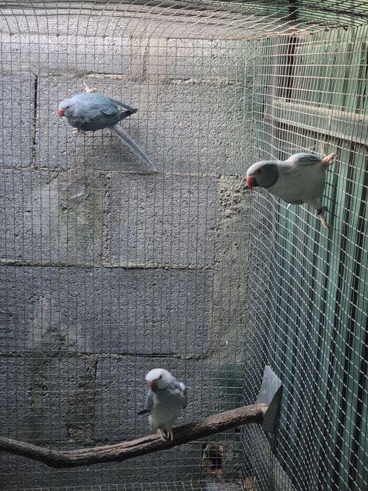 Ring necks e cabeça de ameixa