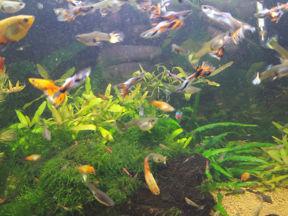 gupiki samice i samce