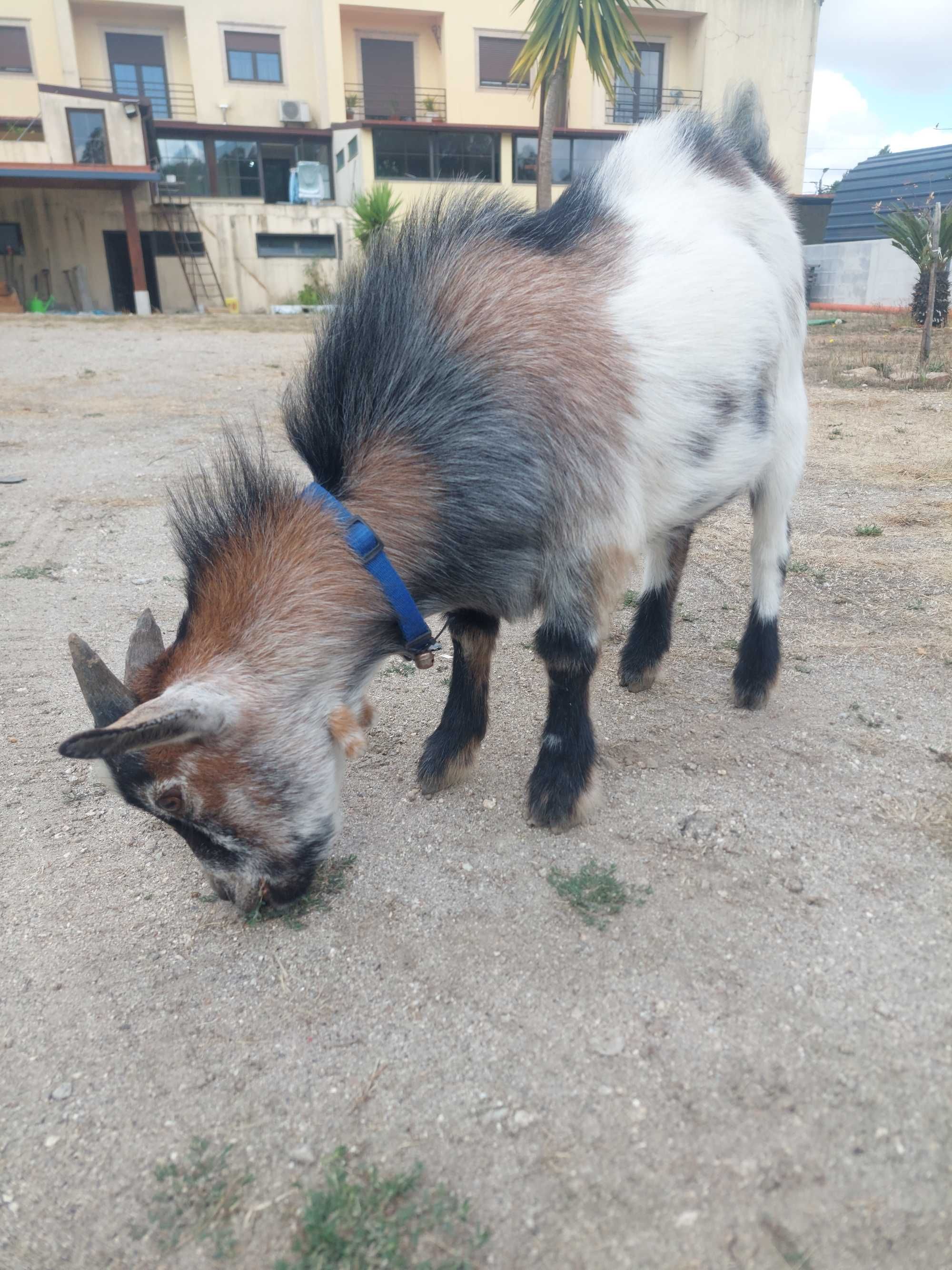 Cabra Anã (Macho)
