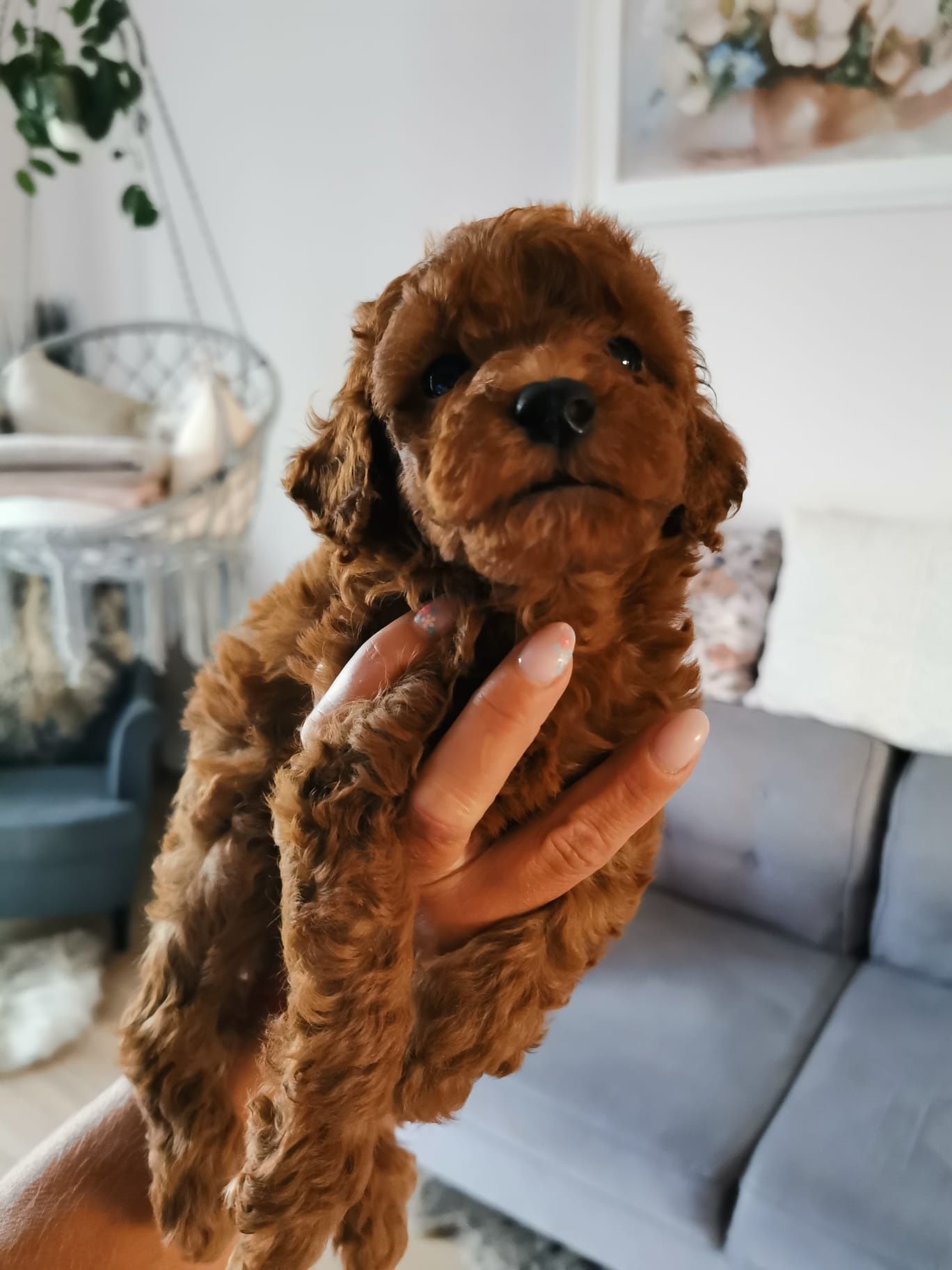 Pudel toy red brown piesek
