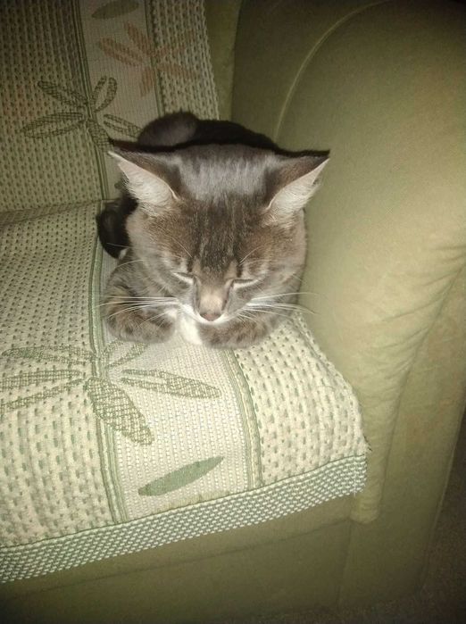 Zaginął kot o imieniu Maciuś - nagroda 1500zł!