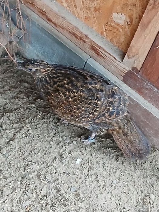 Bażanty tragopany satyry