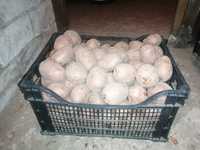 Домашня велика картопля, сорт "Біла Роса" відро - 70 грн