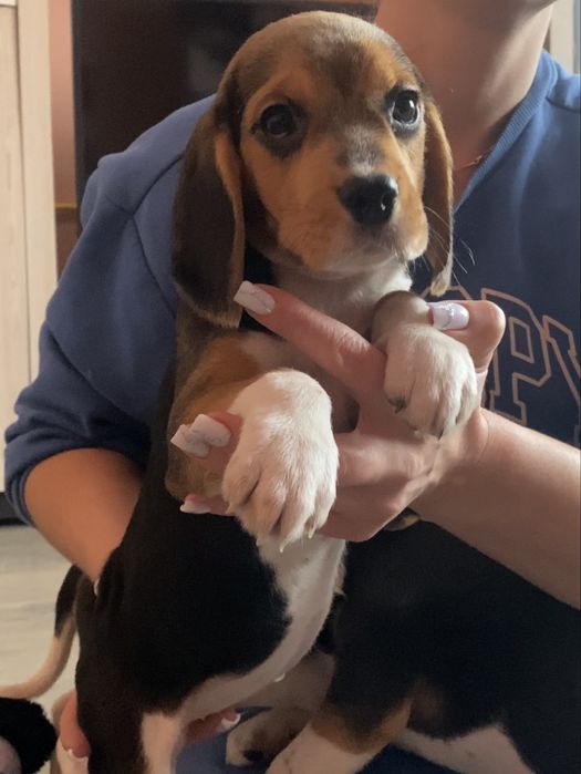 Чистокровні Біглі