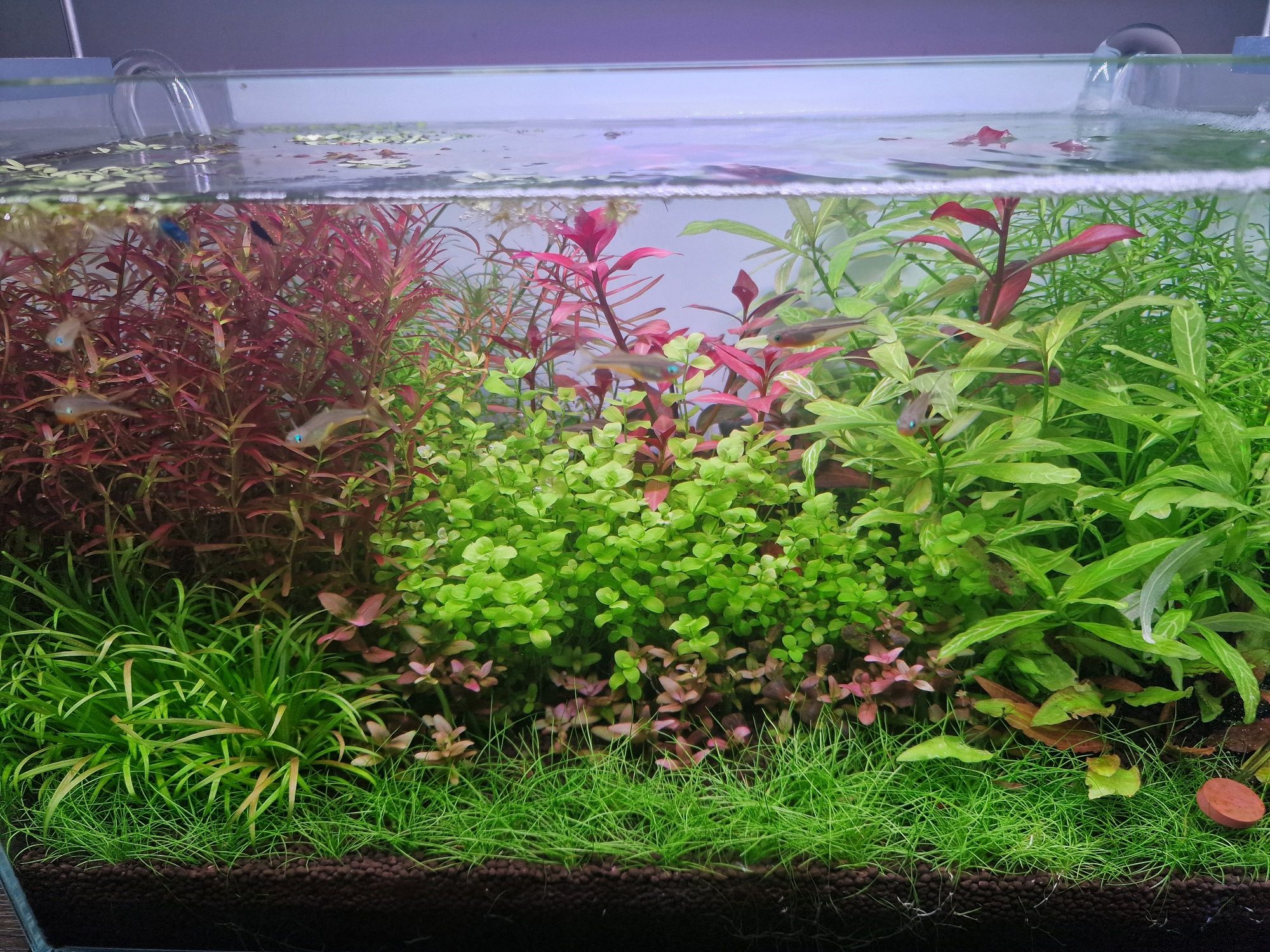 Roślina akwariowa Rotala rotundifolia 'Blood Red'