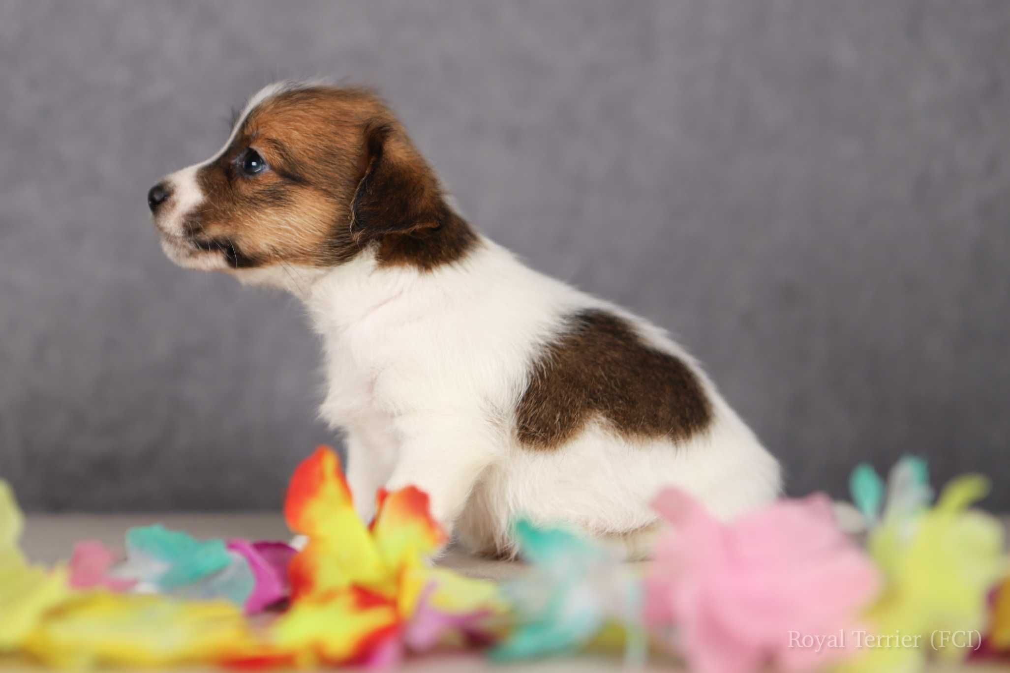 piesek Jack Russell terrier ZKWP/FCI szorstkowłosy