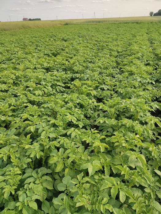ZIEMNIAKI SORAYA  NATURALNE BEZ Chemii

Prosto z własnego gospodarstwa