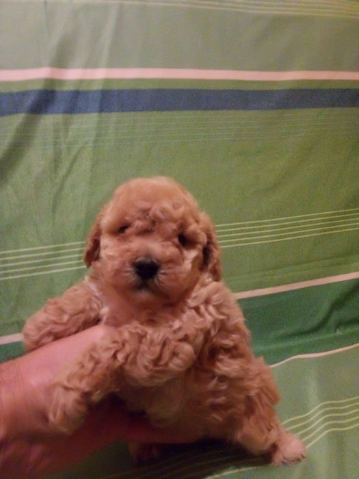 Цуценятка мальтіпу з доставкою