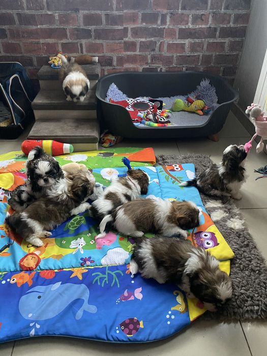 Shih tzu z trzypokoleniowym rodowodem do rezerwacji