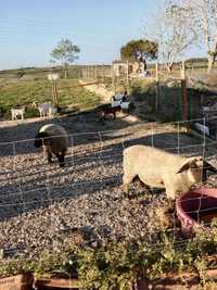 Borrego Suffolk | PURO