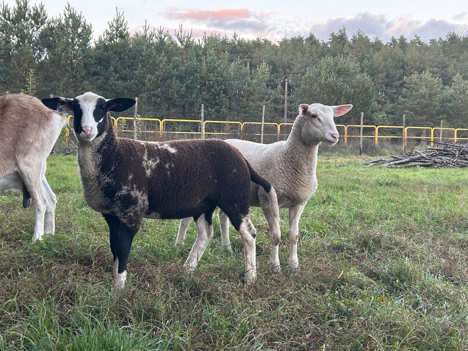 Owca / owce. Miks lacaune i wschodnio fryzyjskiej