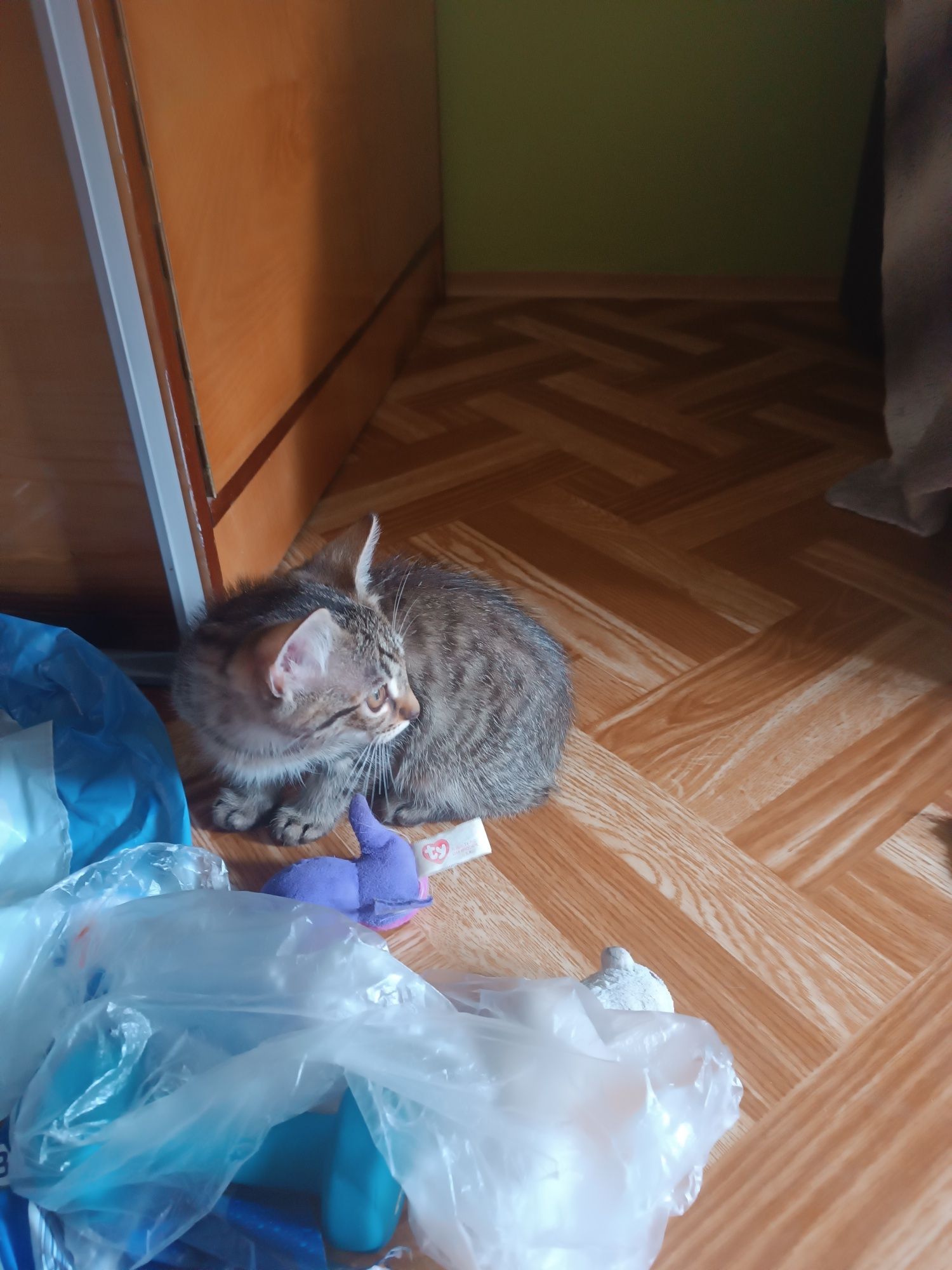 Oddam w dobre ręce kotki